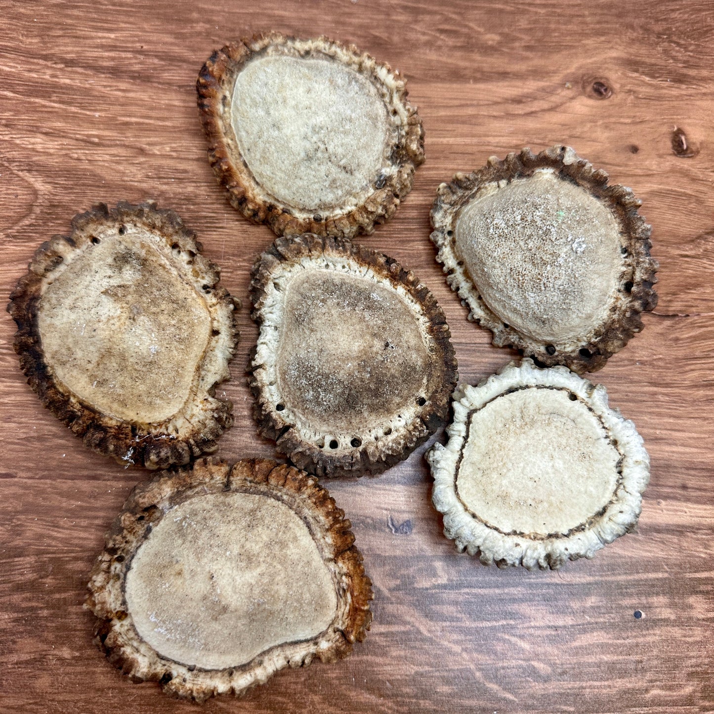 Elk Antler Burrs – 1 lb Bag (Wild-Shed)