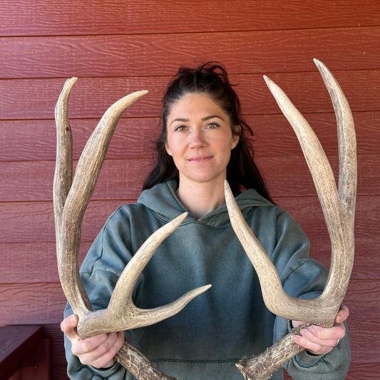 Mule Deer Antlers – Wild Shed Wyoming (Set E)