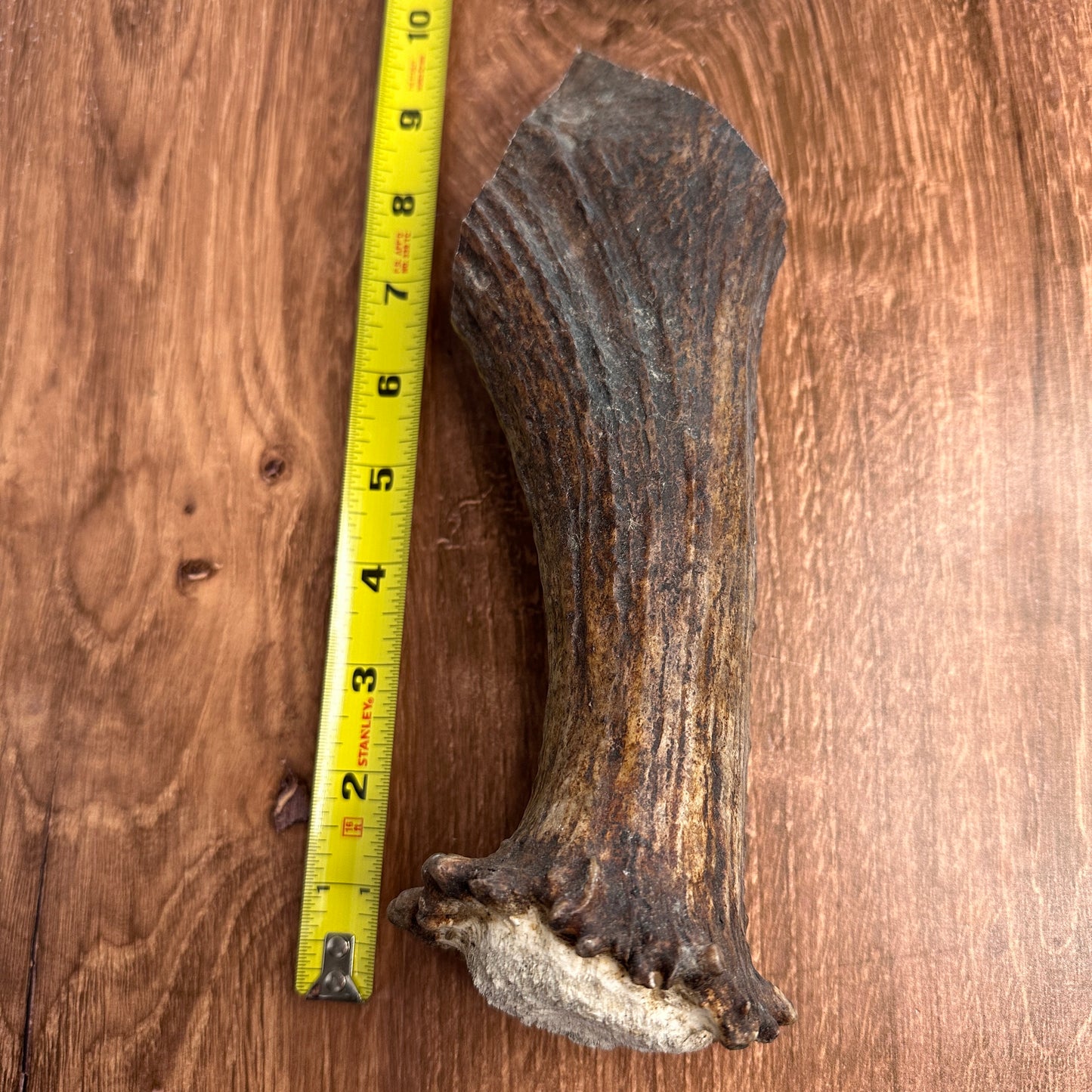 Moose Antler Base (for Flintknappers & Carvers)