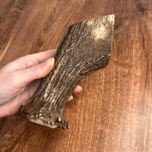 Moose Antler Base (for Flintknappers & Carvers)