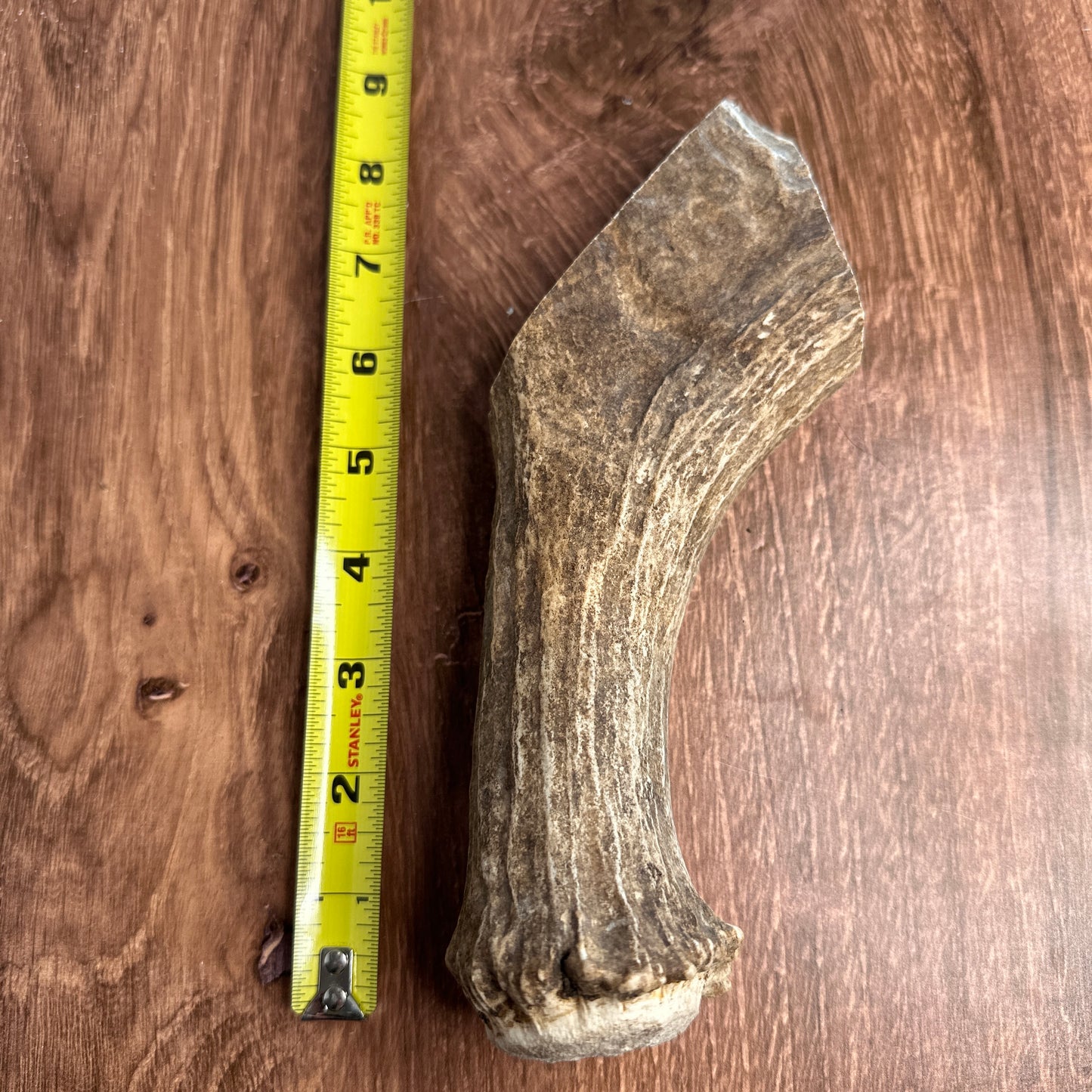 Moose Antler Base (for Flintknappers & Carvers)
