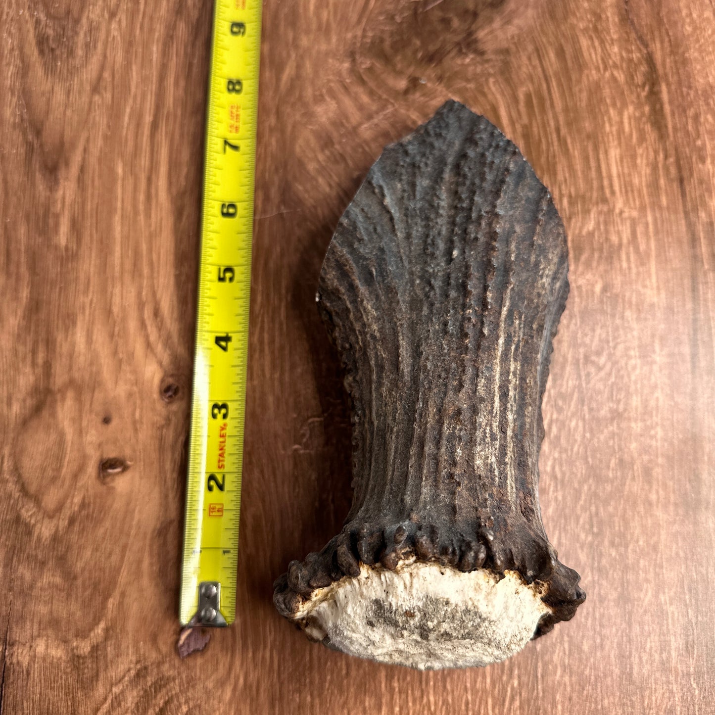 Moose Antler Base (for Flintknappers & Carvers)