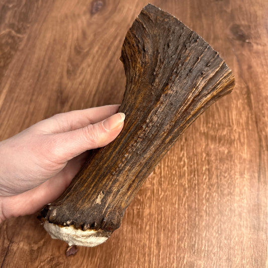 Moose Antler Base (for Flintknappers & Carvers)