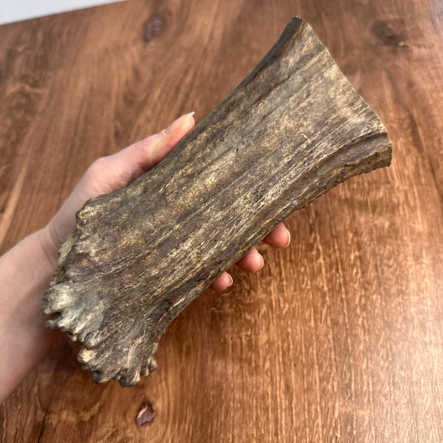 Extra Thick Moose Antler Base (for Flintknappers & Carvers)