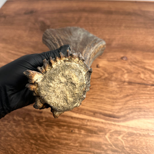 8" Moose Antler Base