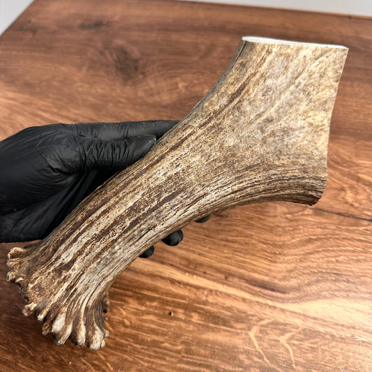 10" Moose Antler Base