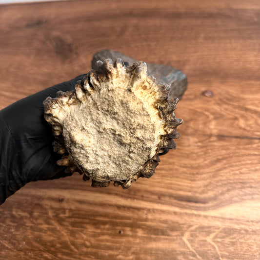 5.75" Moose Antler Base