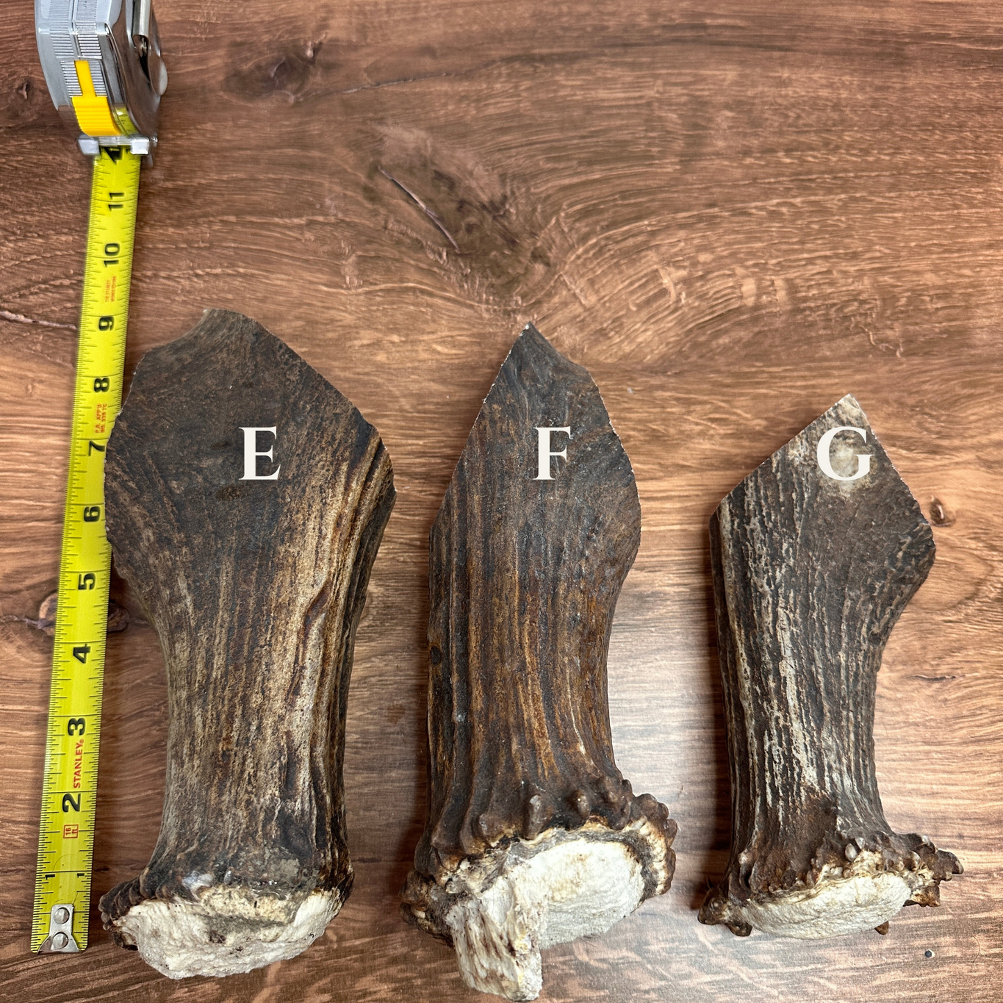 Moose Antler Bases (for Flintknappers & Carvers)