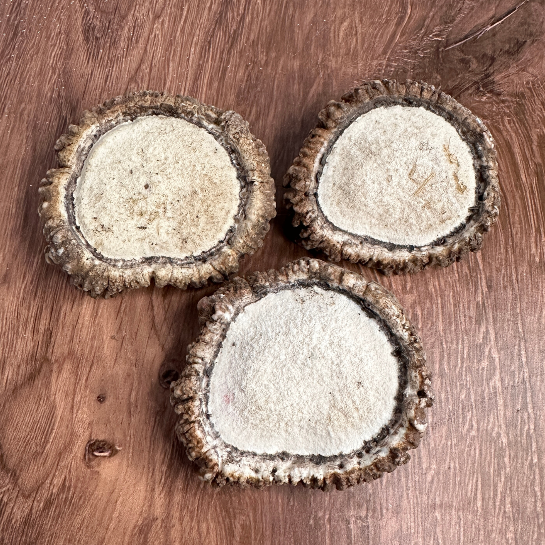 Elk Antler Burrs – 1 lb Bag (Wild Shed)
