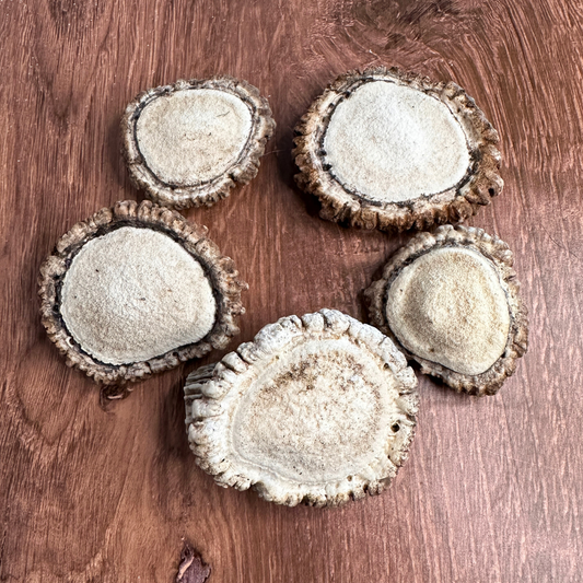 Elk Antler Burrs – 1 lb Bag (Wild Shed)