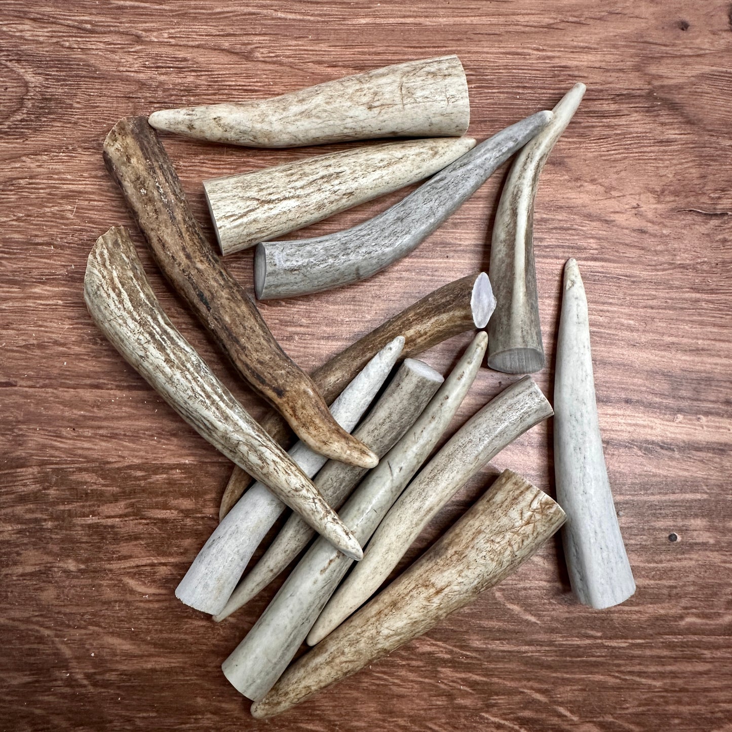Antler Tine Tips (Craft Size, 3–4")