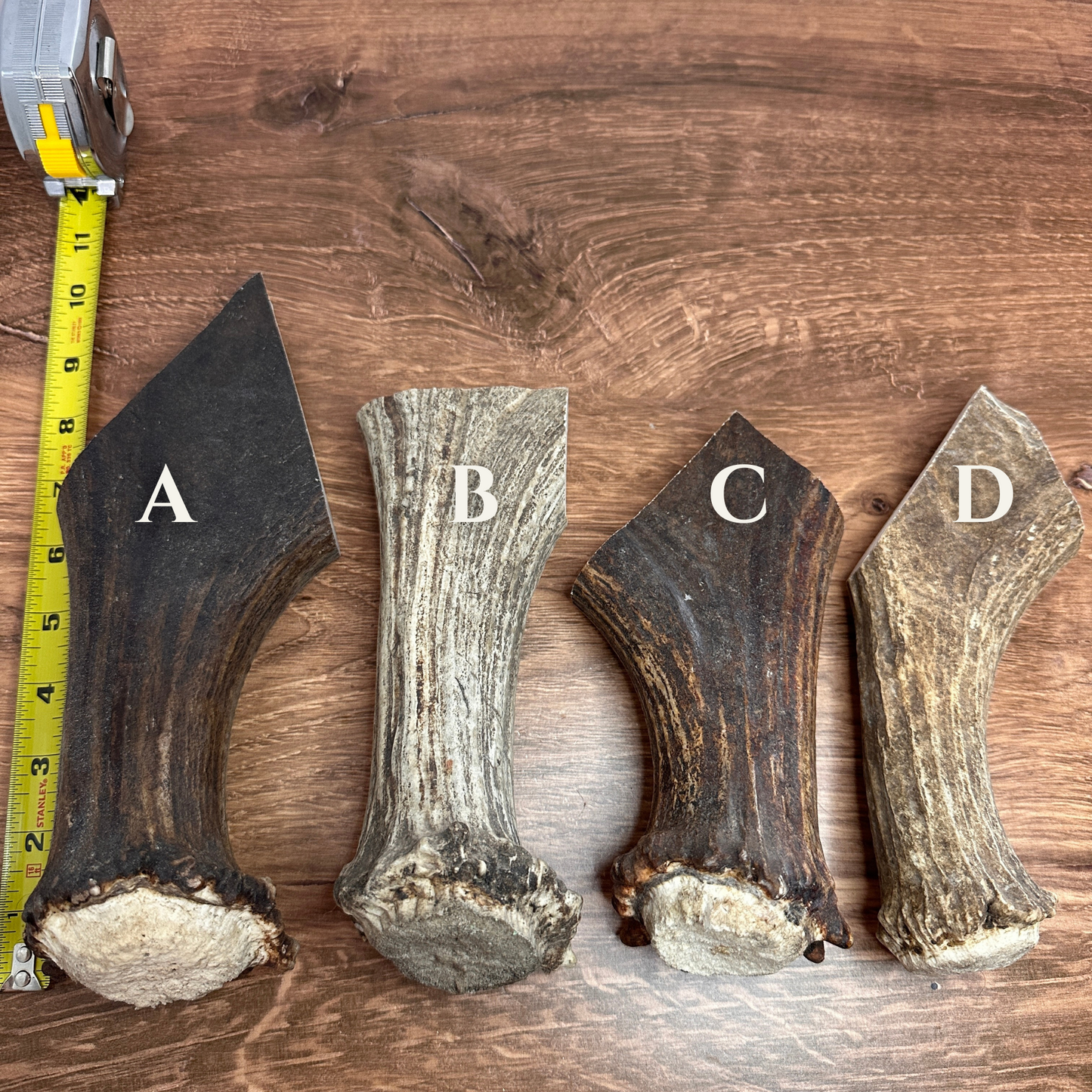 Moose Antler Bases (for Flintknappers & Carvers)