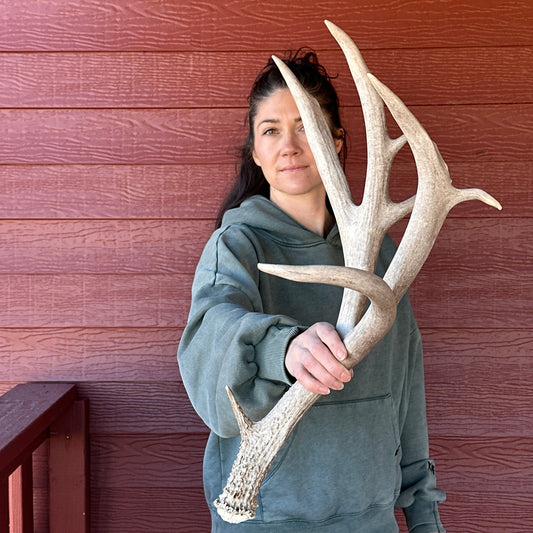 Non-typical Mule Deer Antler – Wild Shed Wyoming