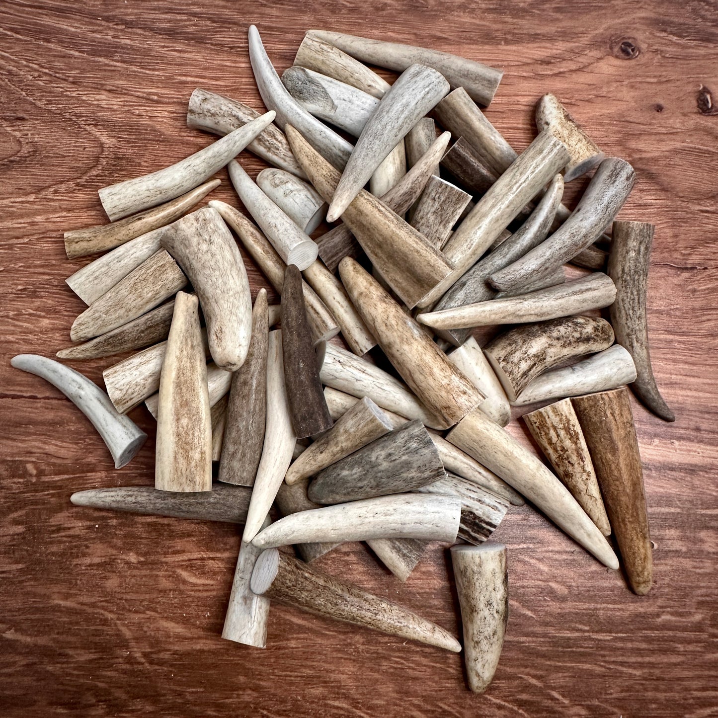 Antler Tine Tips (Craft Size, 1–3")