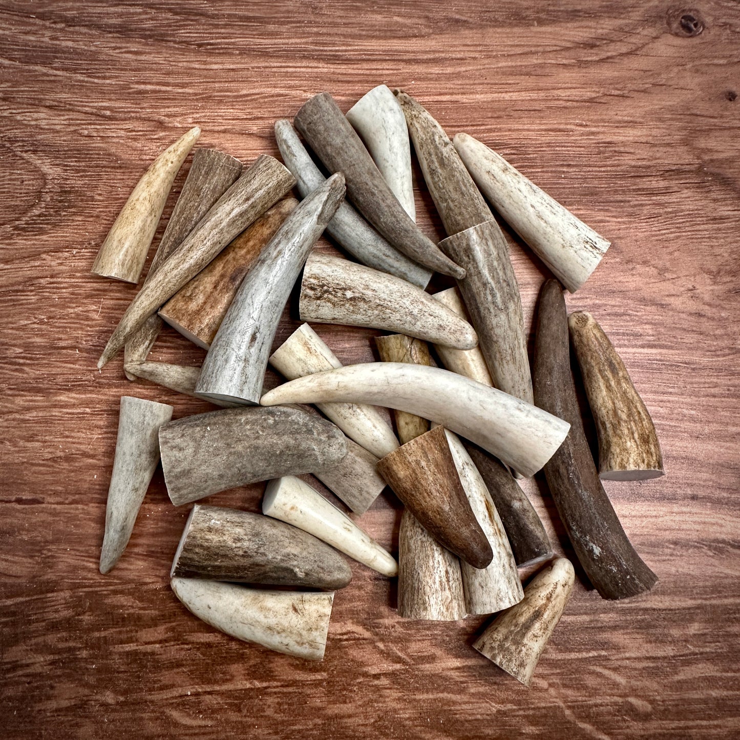 Antler Tine Tips (Craft Size, 1–3")