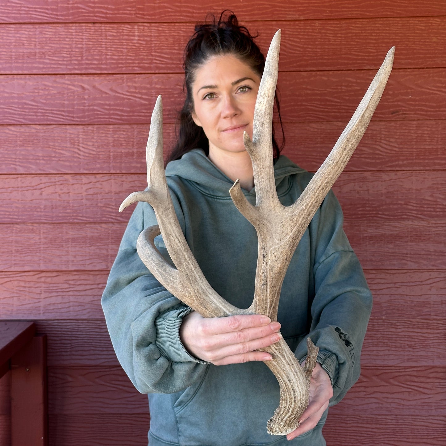 Non-typical Mule Deer Antler – Wild Shed Wyoming