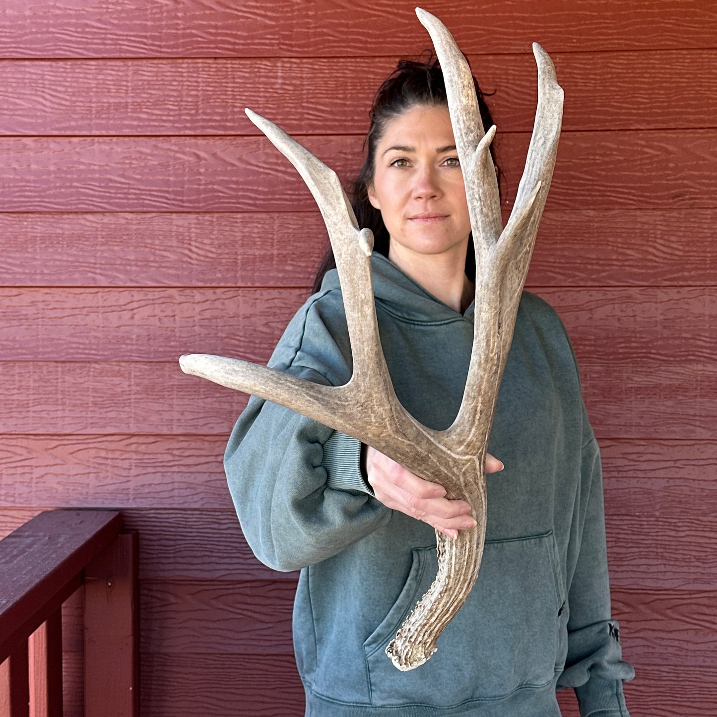 Non-typical Mule Deer Antler – Wild Shed Wyoming