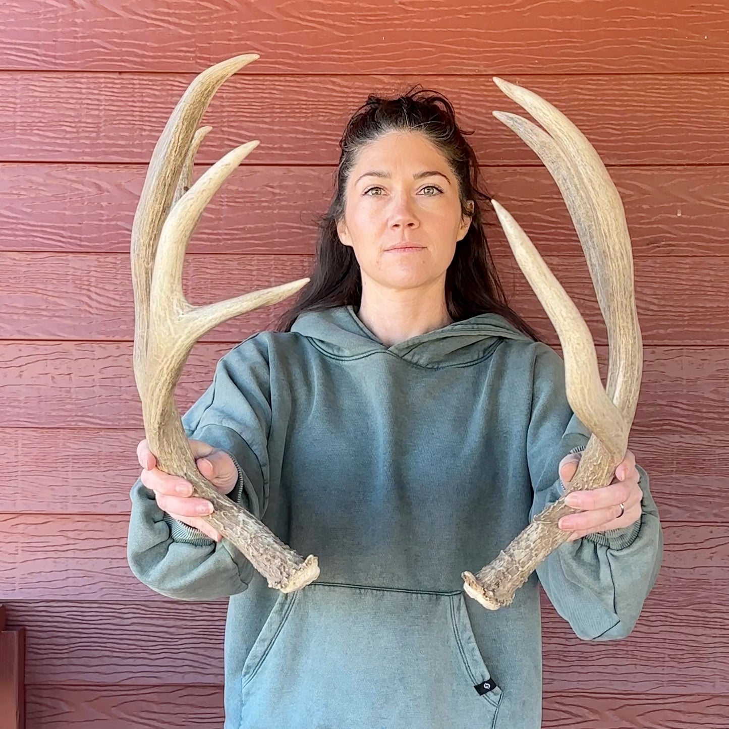 Mule Deer Antlers – Wild Shed Wyoming (Set E)
