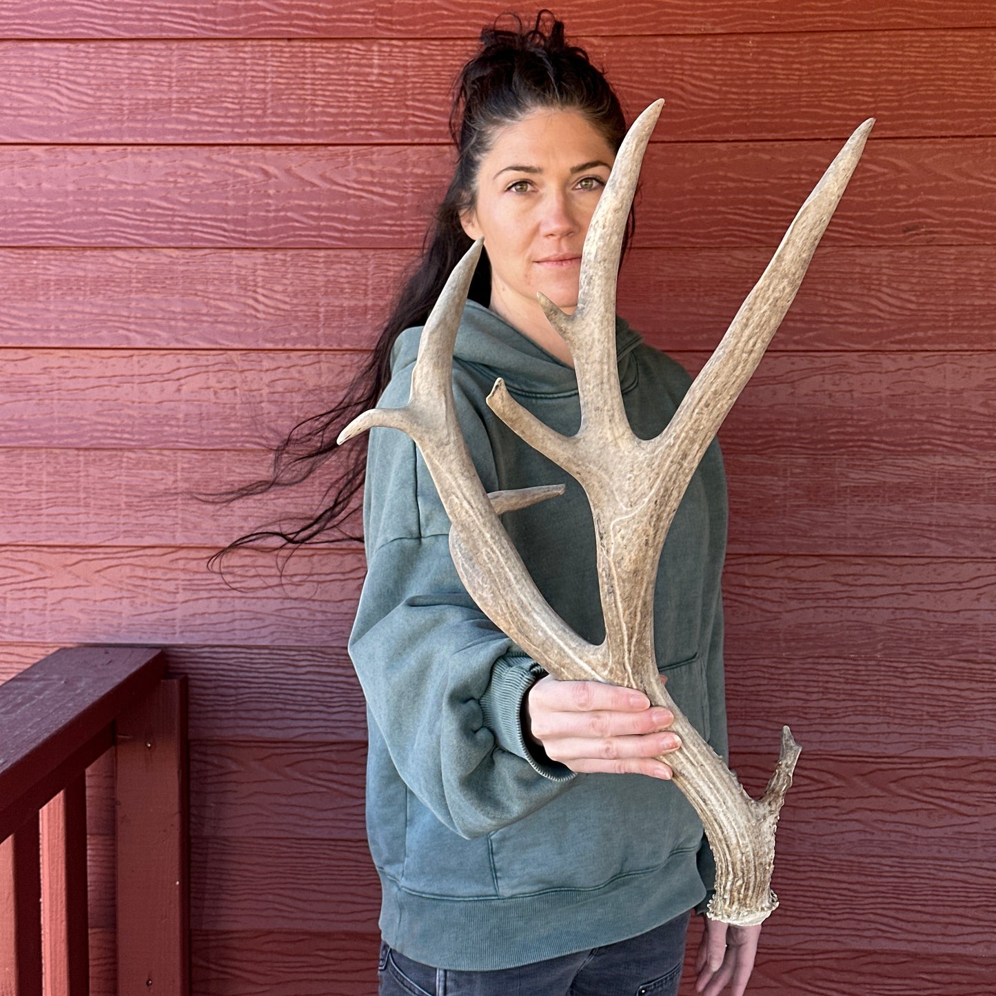 Non-typical Mule Deer Antler – Wild Shed Wyoming