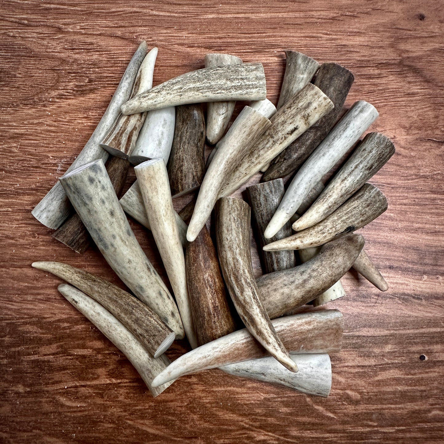Antler Tine Tips (Craft Size, 1–3")