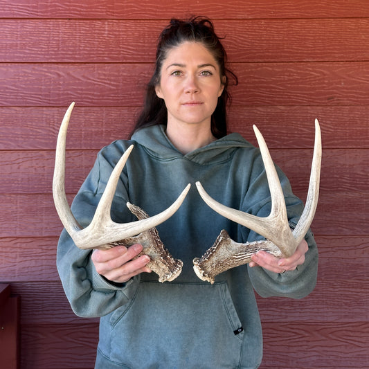 Whitetail Antler Set – Wild-Shed Wyoming (Set B)