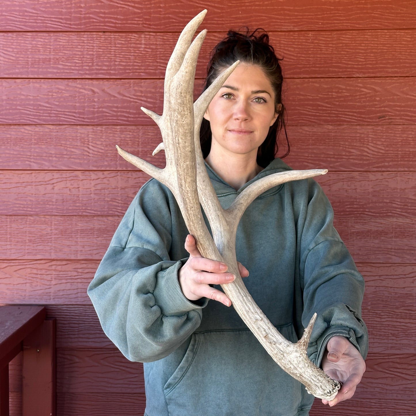 Non-typical Mule Deer Antler – Wild Shed Wyoming