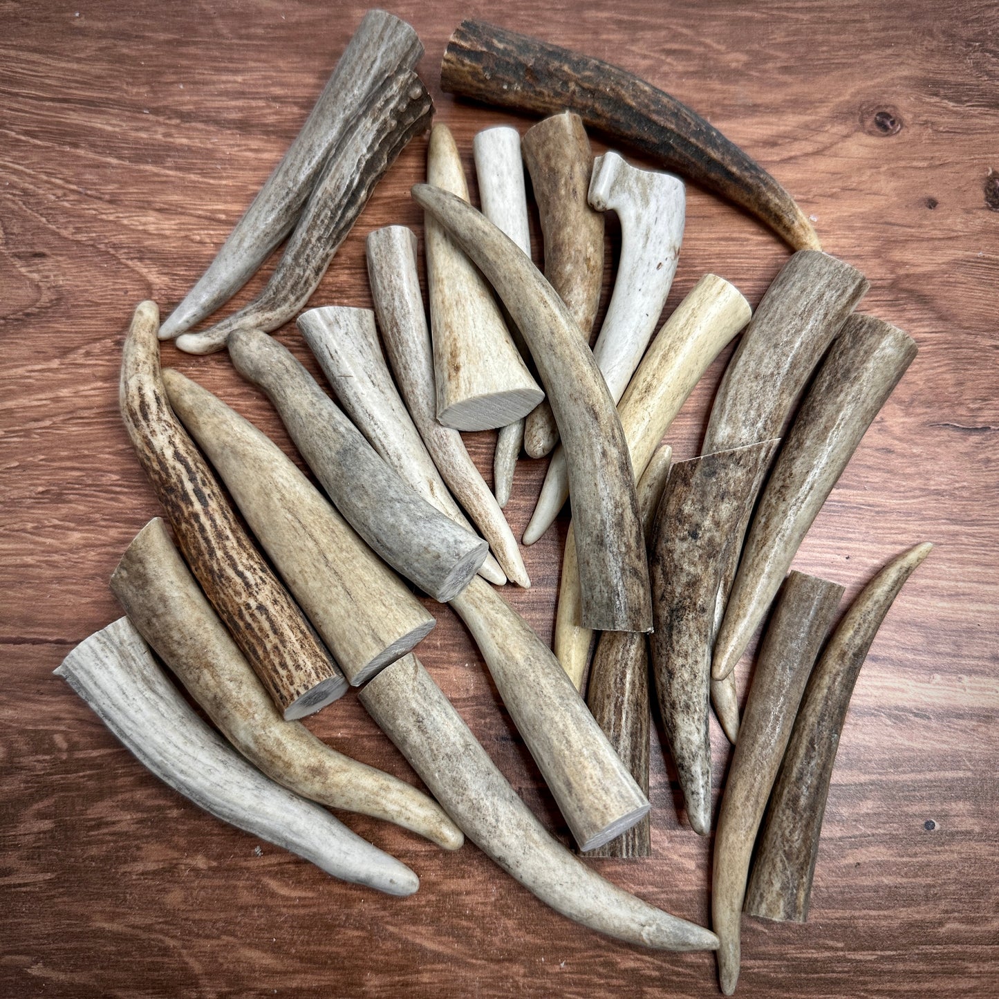 Antler Tine Tips (Craft Size, 3–4")