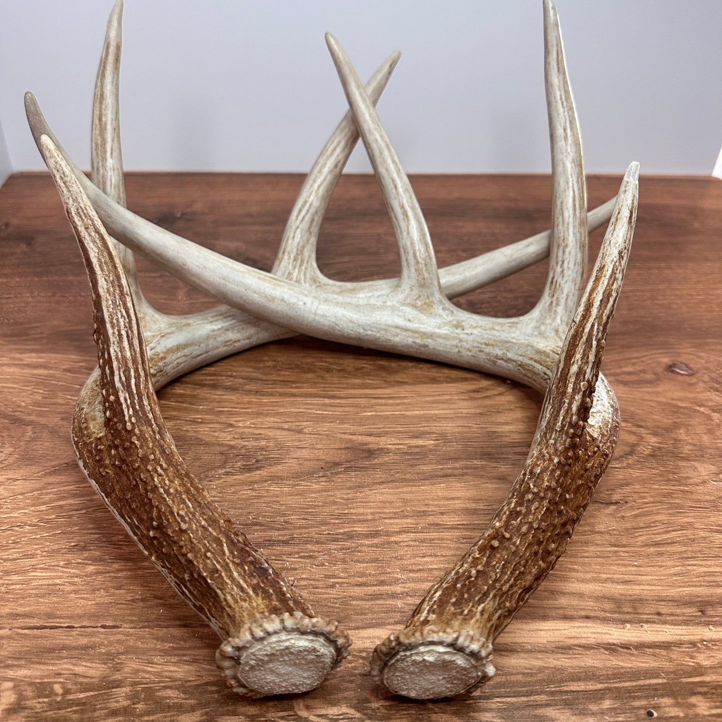 Whitetail Antler Set – Wild-Shed Wyoming (Set A)