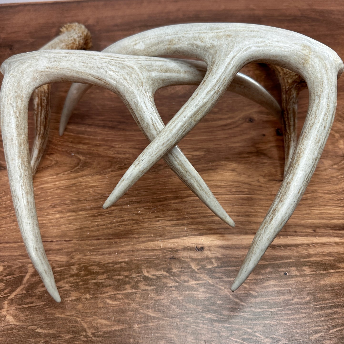 Whitetail Antler Set – Wild-Shed Wyoming (Set A)