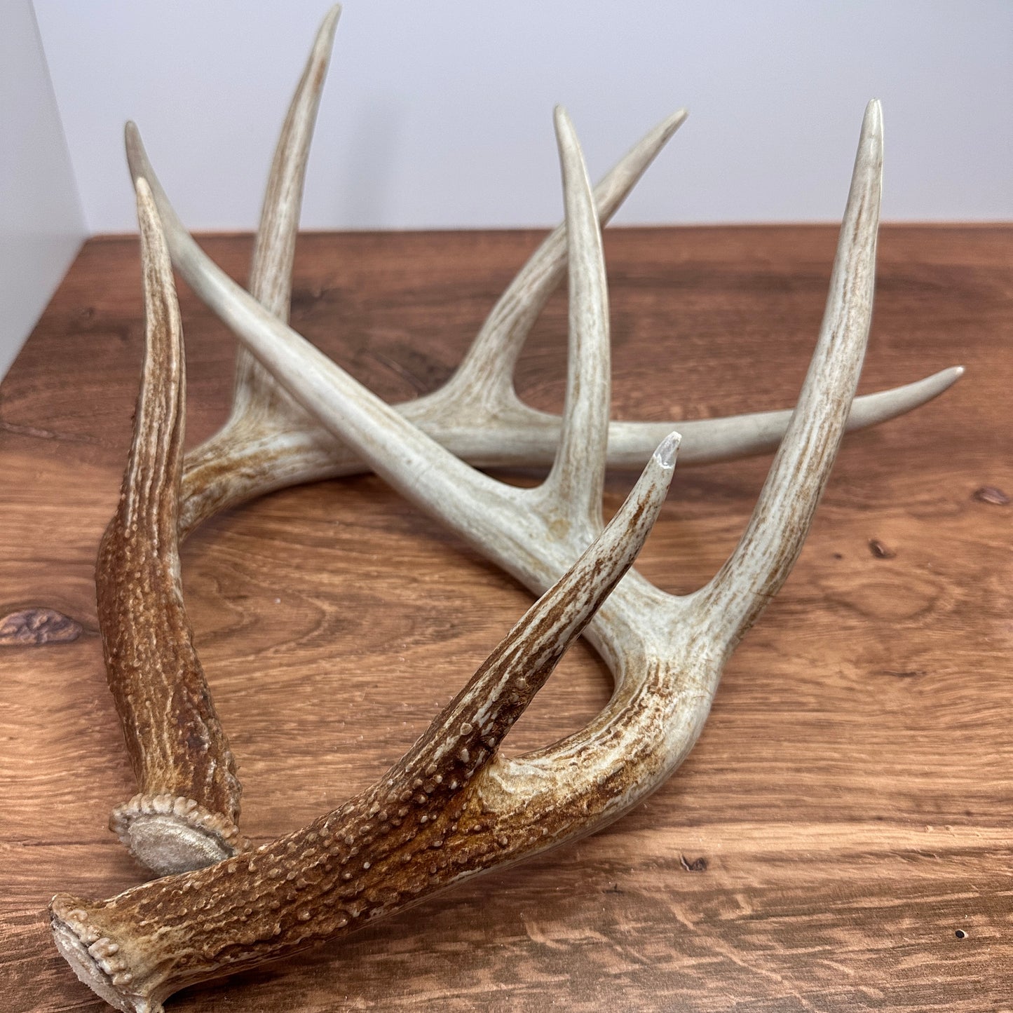 Whitetail Antler Set – Wild-Shed Wyoming (Set A)