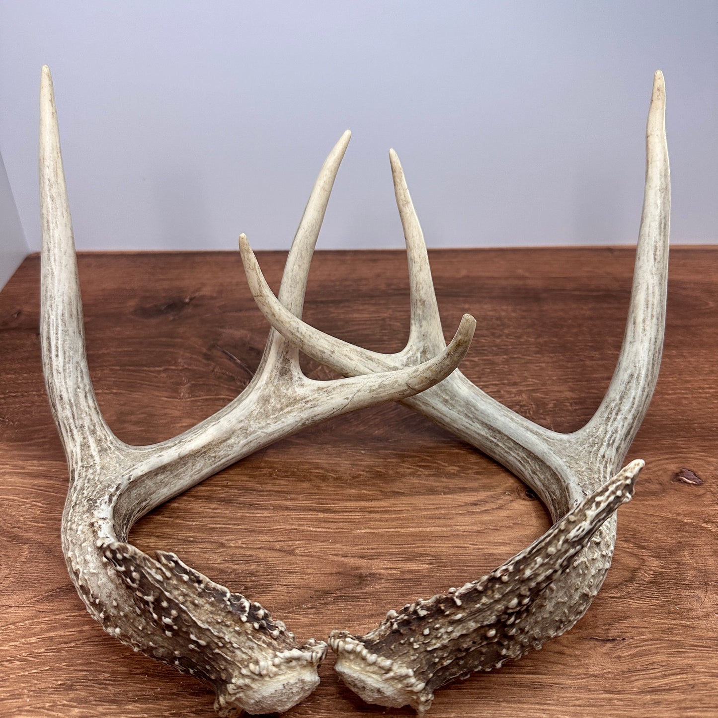Whitetail Antler Set – Wild-Shed Wyoming (Set B)