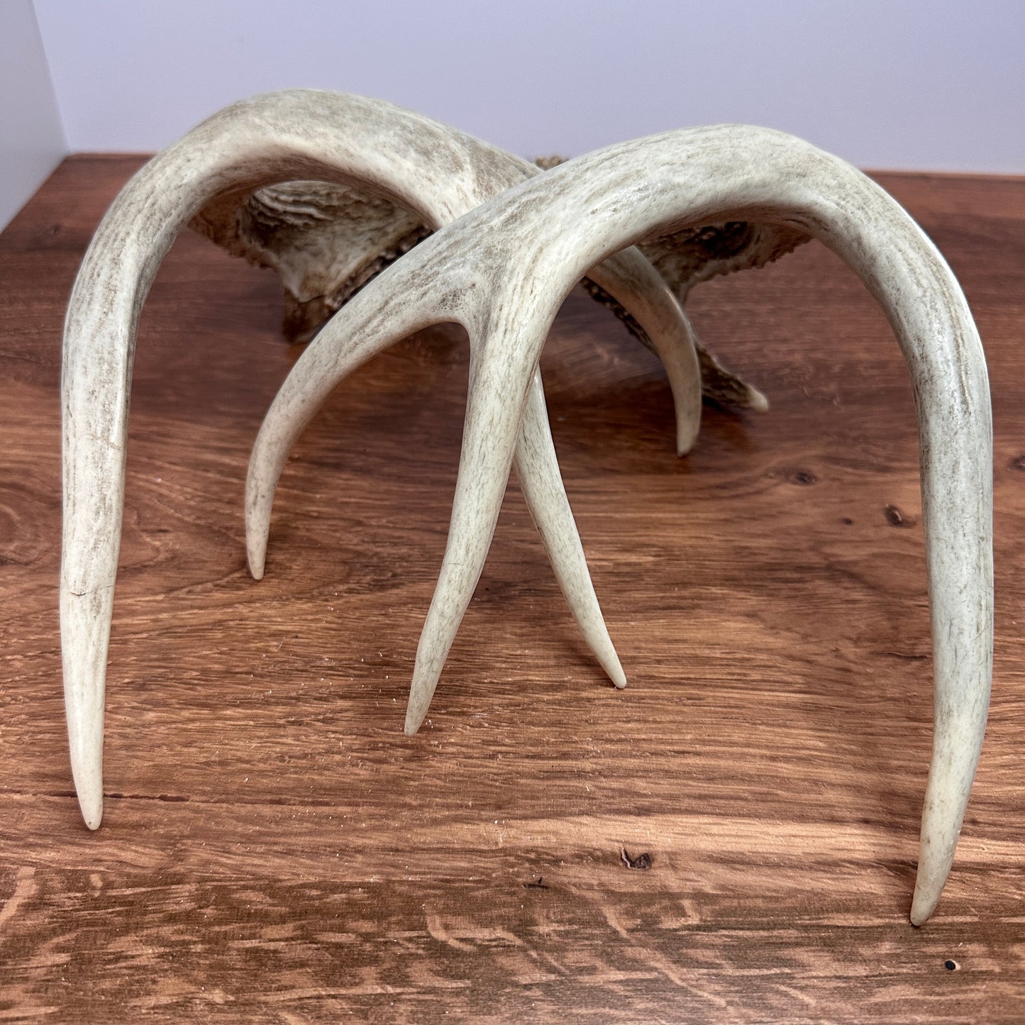 Whitetail Antler Set – Wild-Shed Wyoming (Set B)