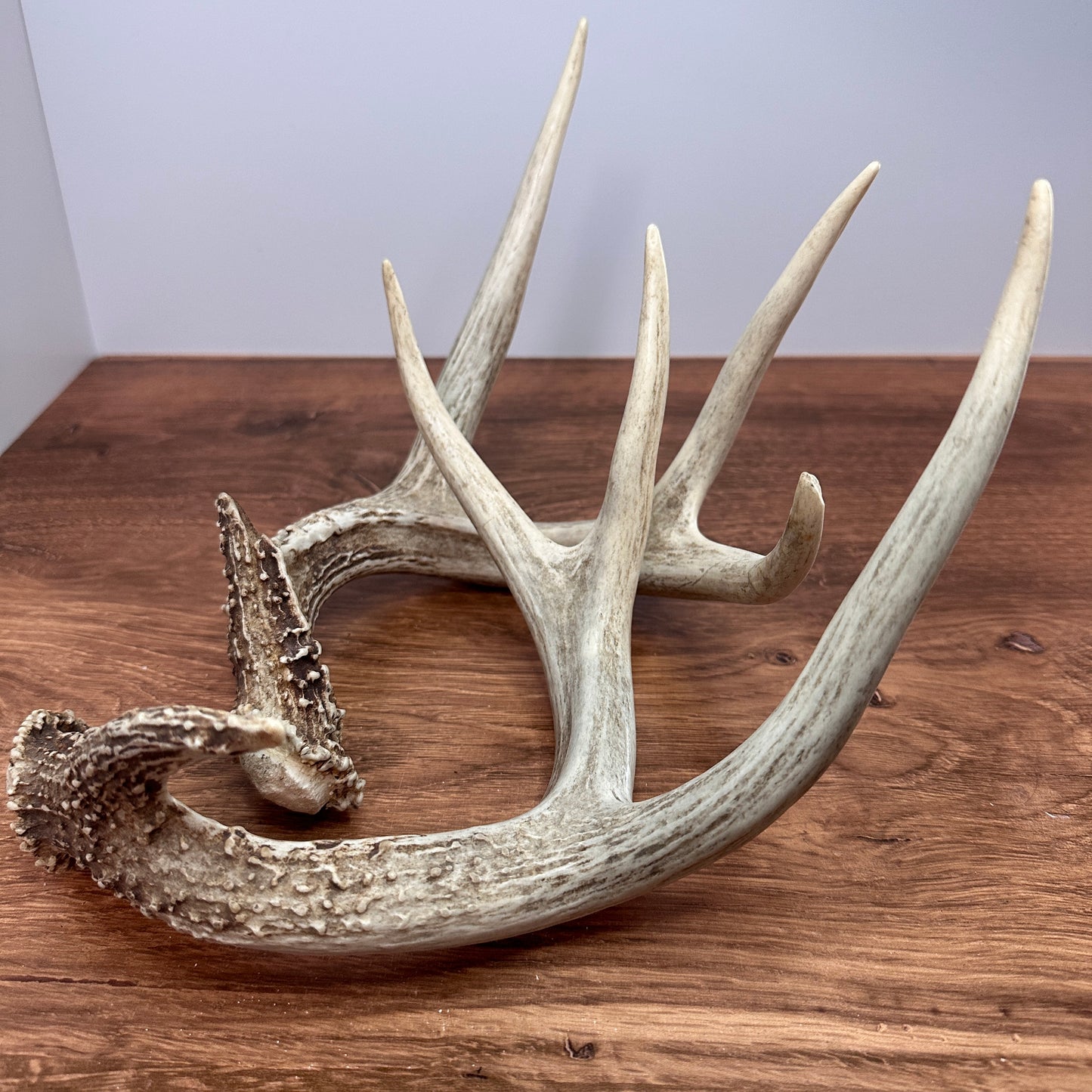 Whitetail Antler Set – Wild-Shed Wyoming (Set B)
