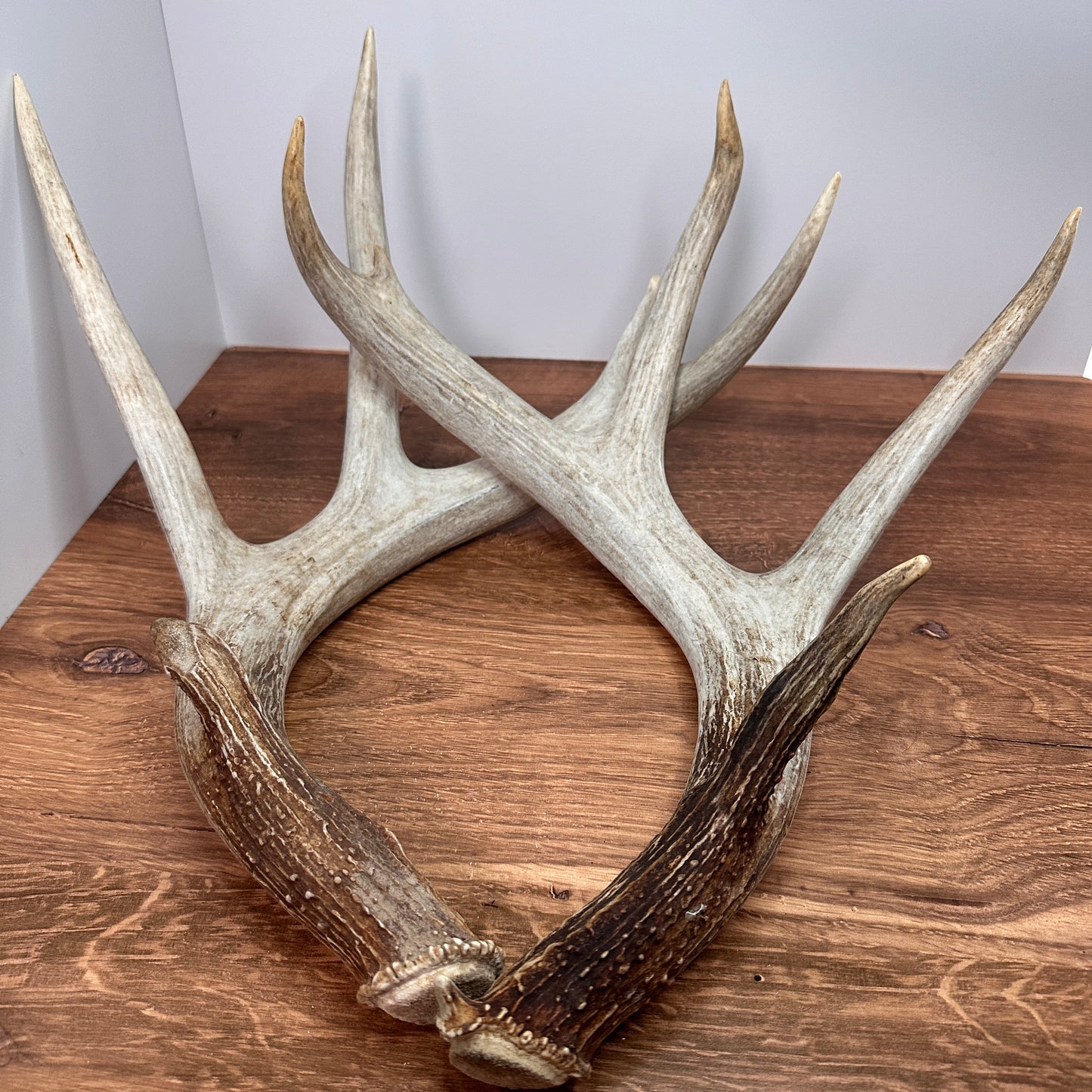 Large Whitetail Antler Set – Wild-Shed Wyoming (Set C)