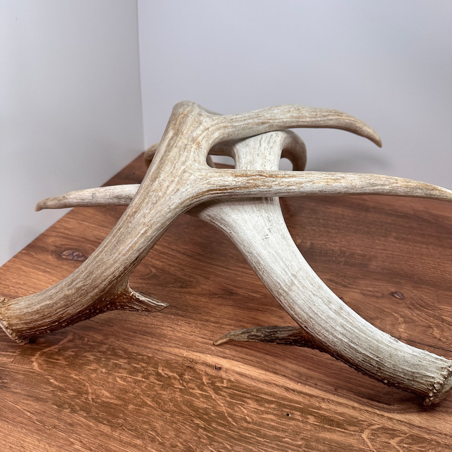 Large Whitetail Antler Set – Wild-Shed Wyoming (Set C)