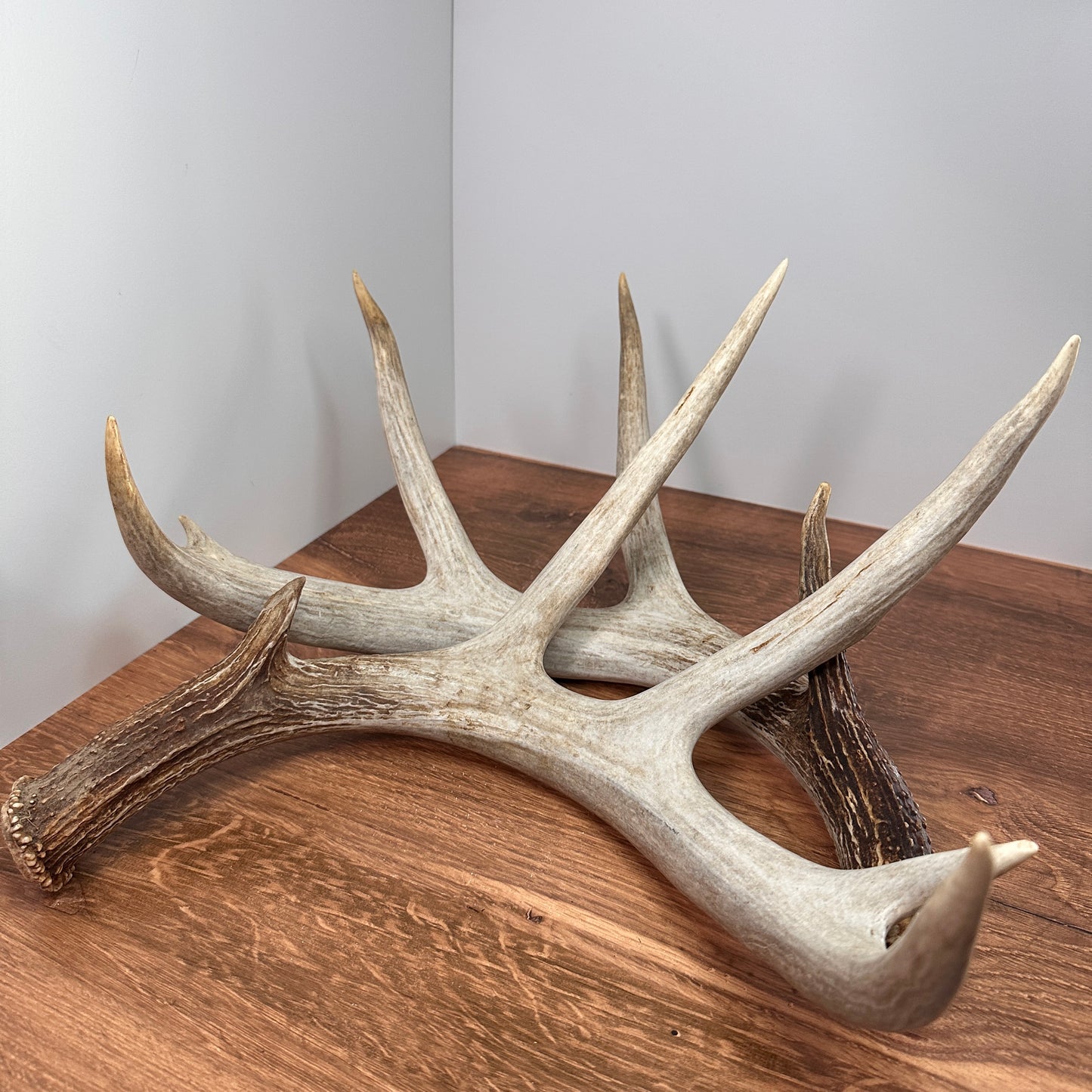 Large Whitetail Antler Set – Wild-Shed Wyoming (Set C)
