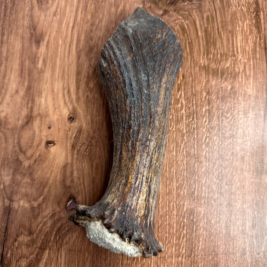 Moose Antler Base (for Flintknappers & Carvers)