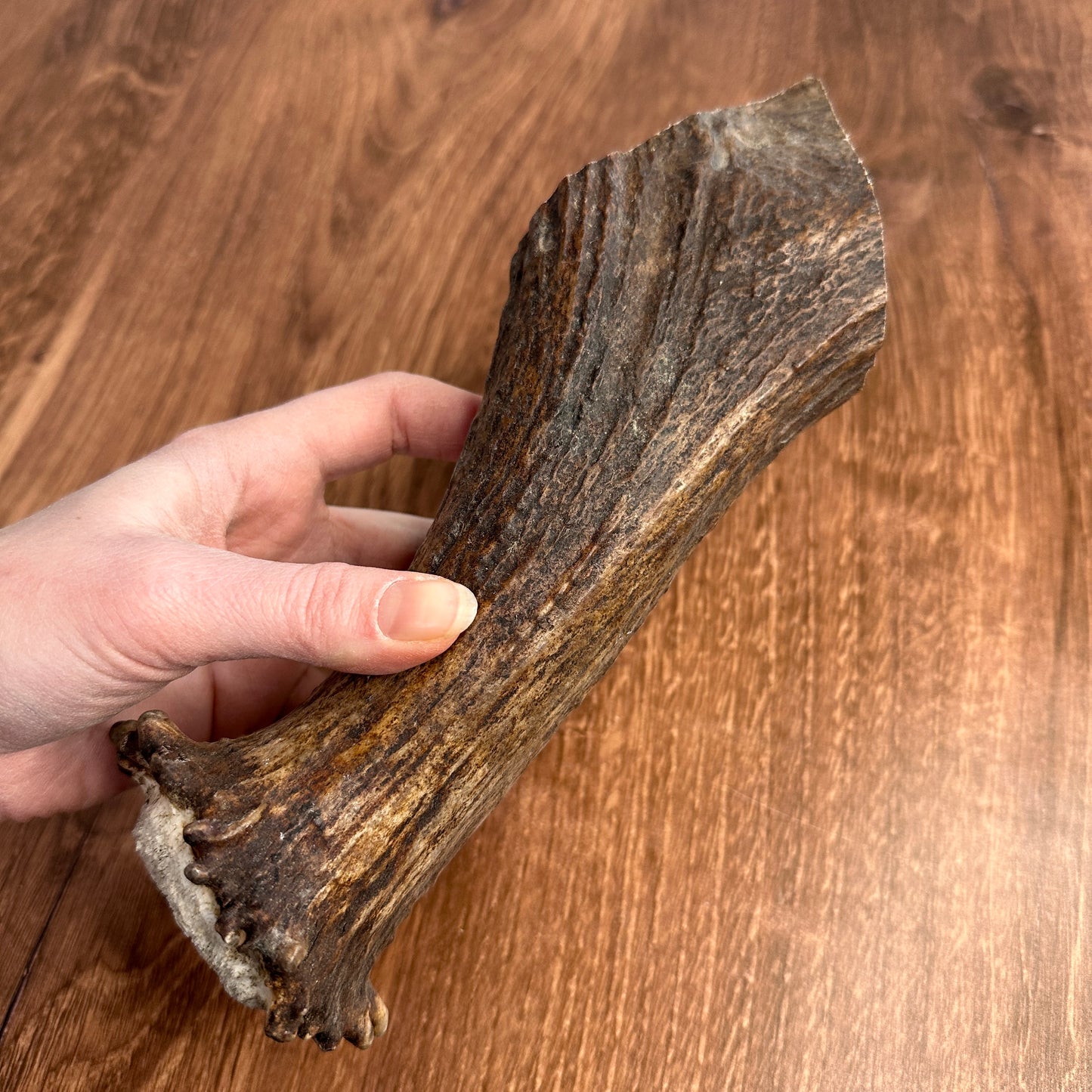 Moose Antler Base (for Flintknappers & Carvers)