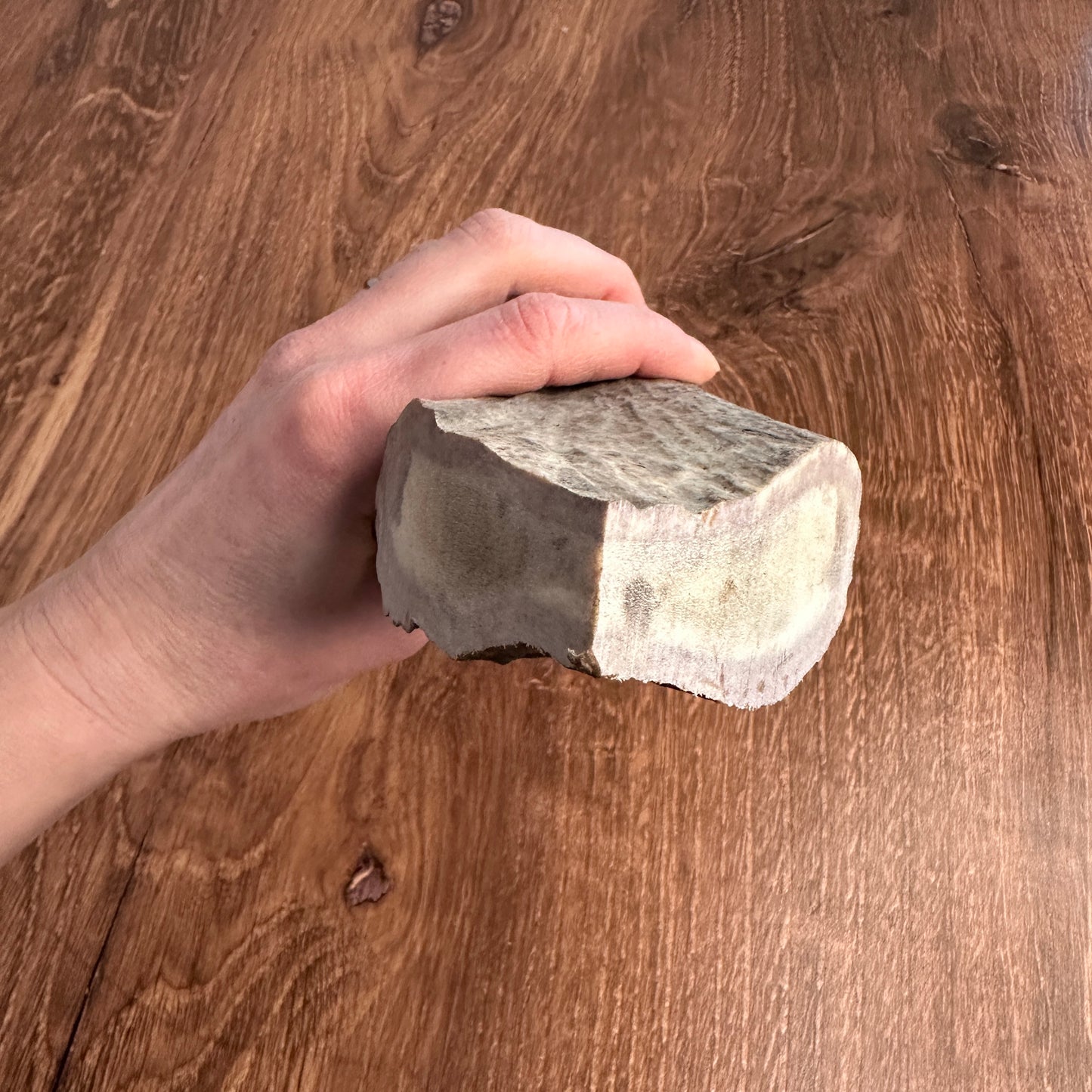 Moose Antler Base (for Flintknappers & Carvers)
