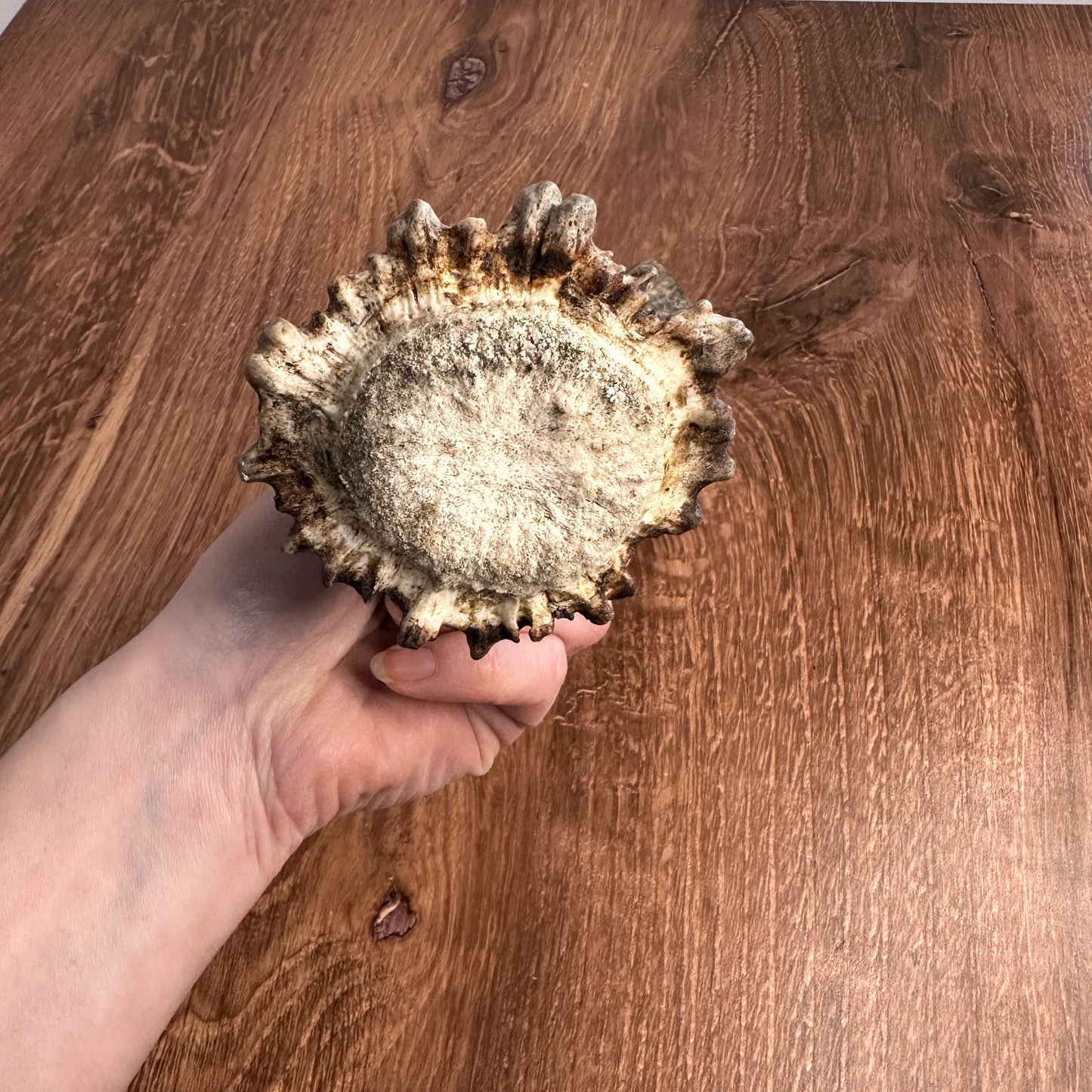 Moose Antler Base (for Flintknappers & Carvers)
