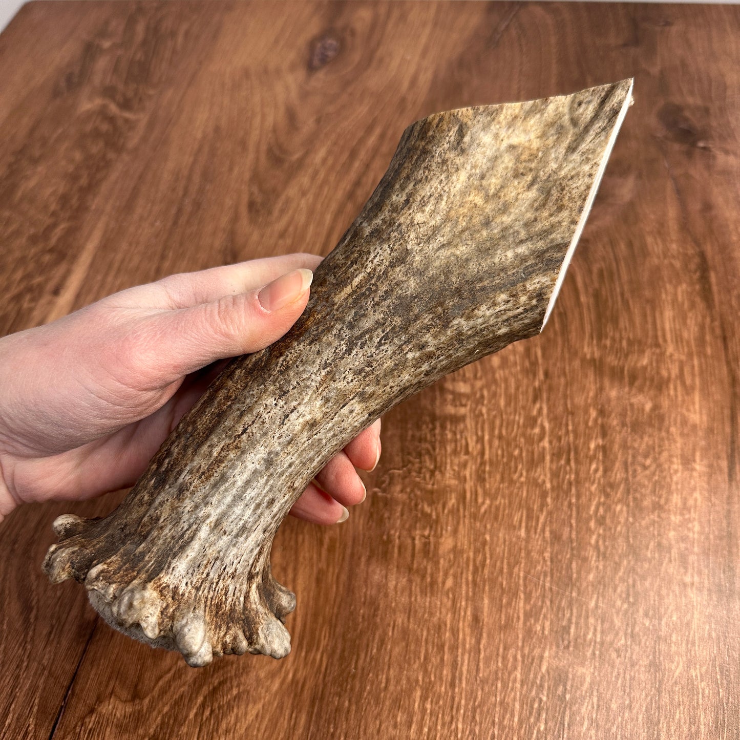 Moose Antler Base (for Flintknappers & Carvers)