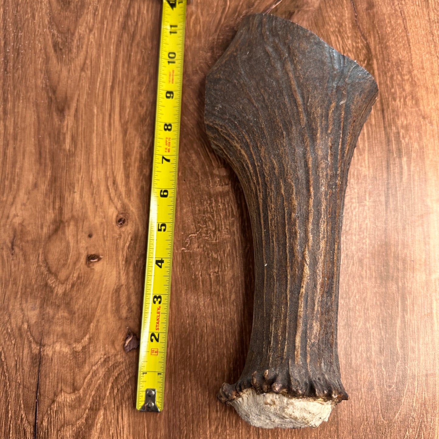 XL Moose Antler Base (for Flintknappers & Carvers)