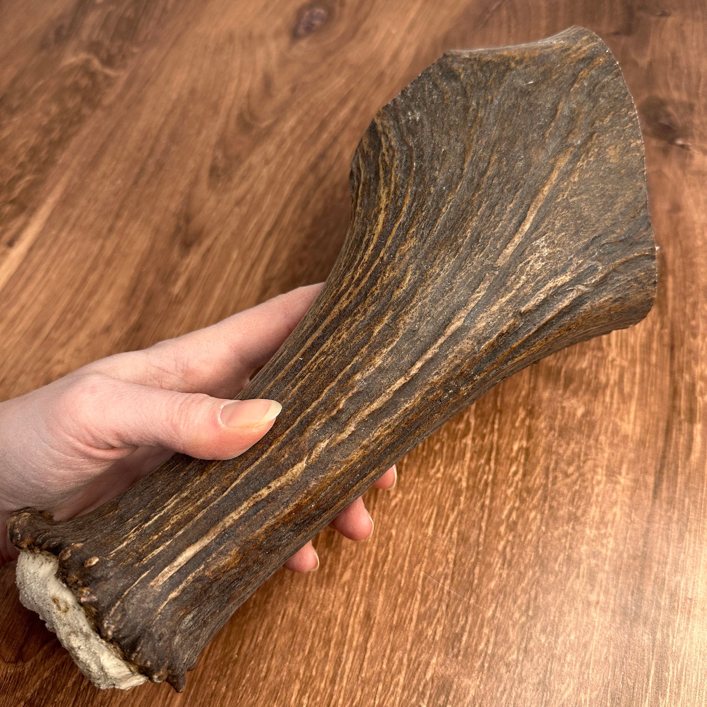 XL Moose Antler Base (for Flintknappers & Carvers)
