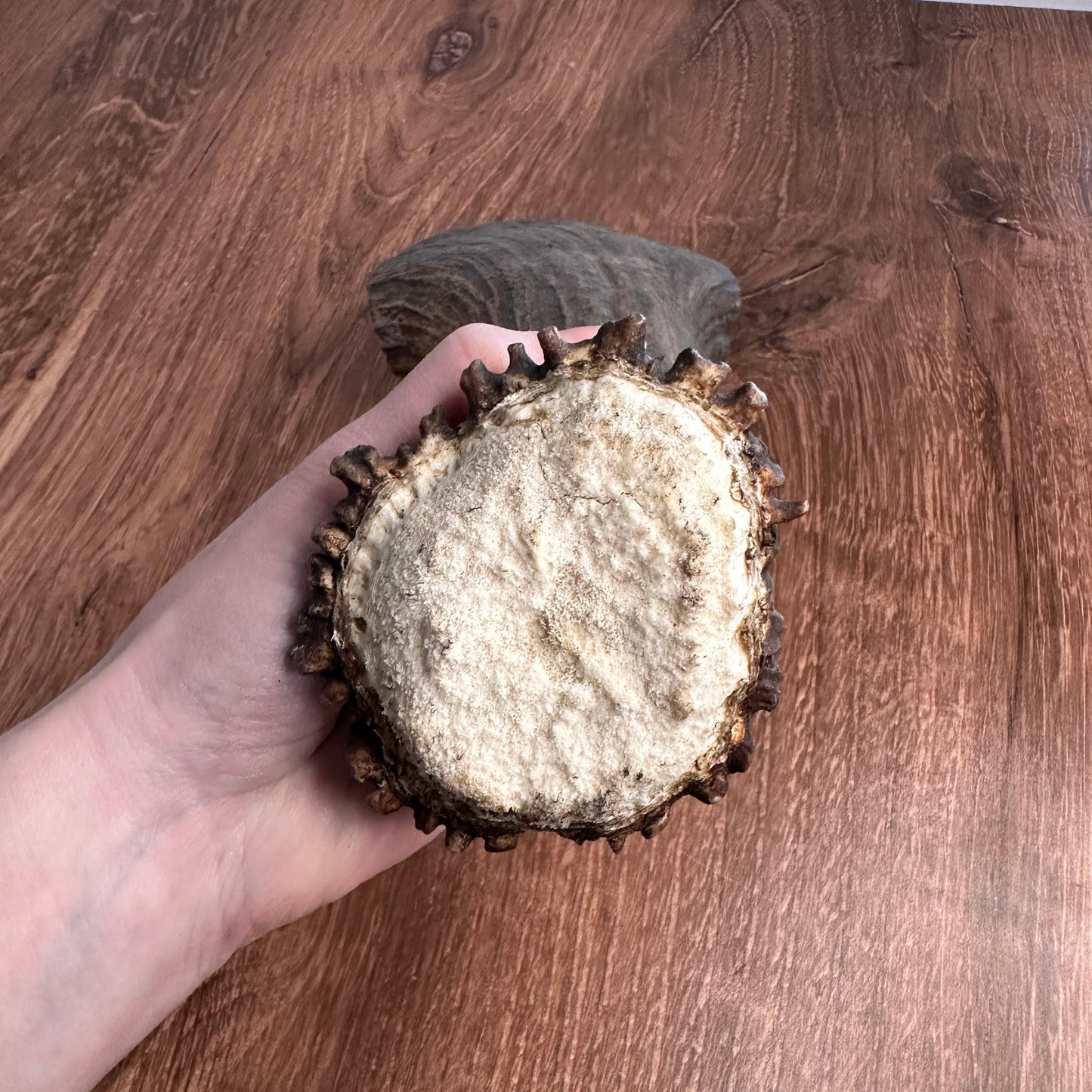XL Moose Antler Base (for Flintknappers & Carvers)