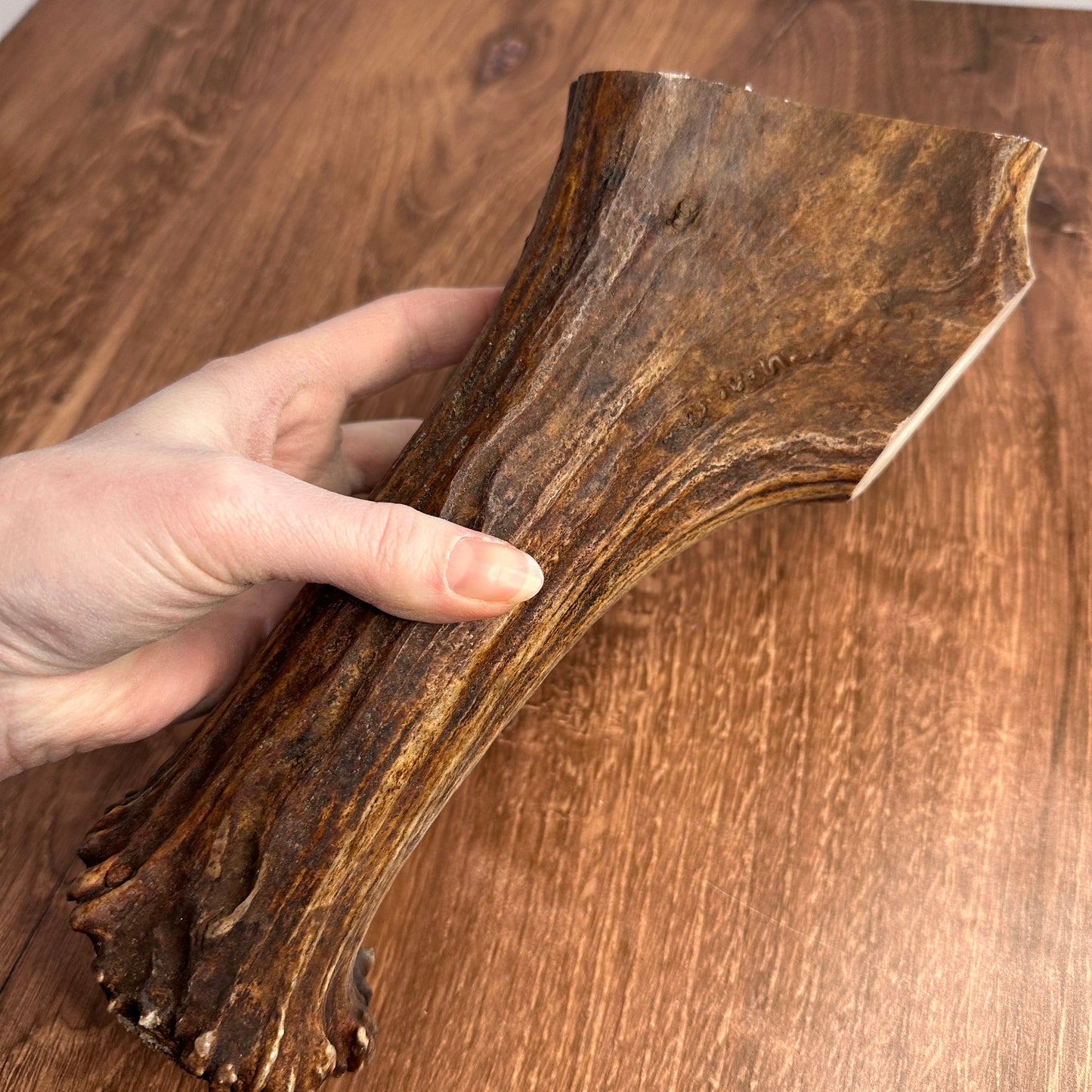 XL Moose Antler Base (for Flintknappers & Carvers)