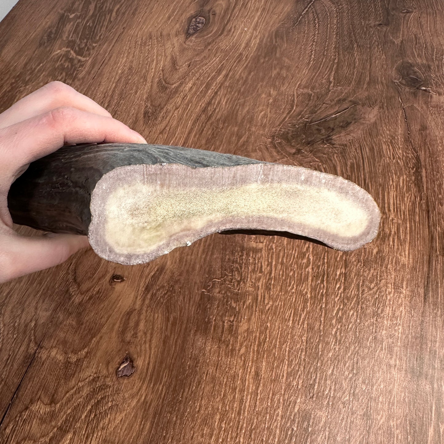 XL Moose Antler Base (for Flintknappers & Carvers)