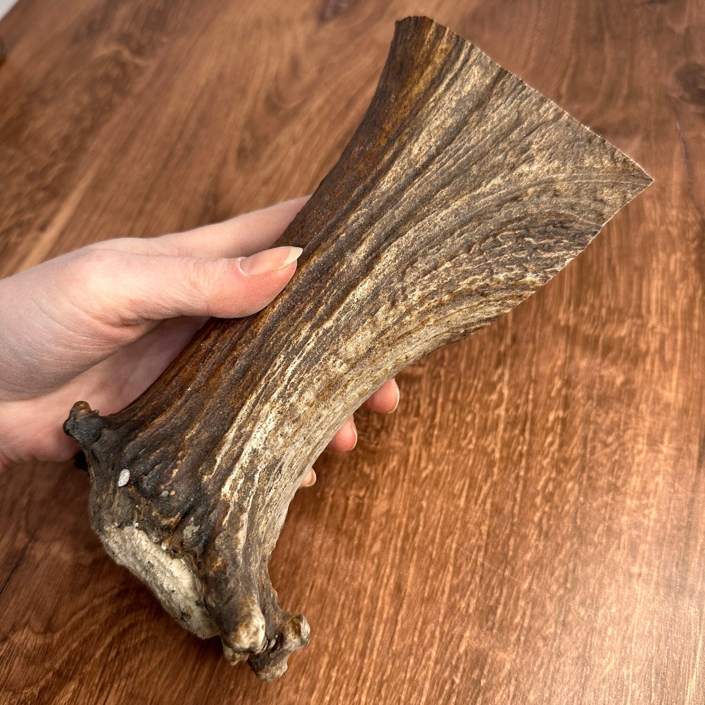 Moose Antler Base (for Flintknappers & Carvers)