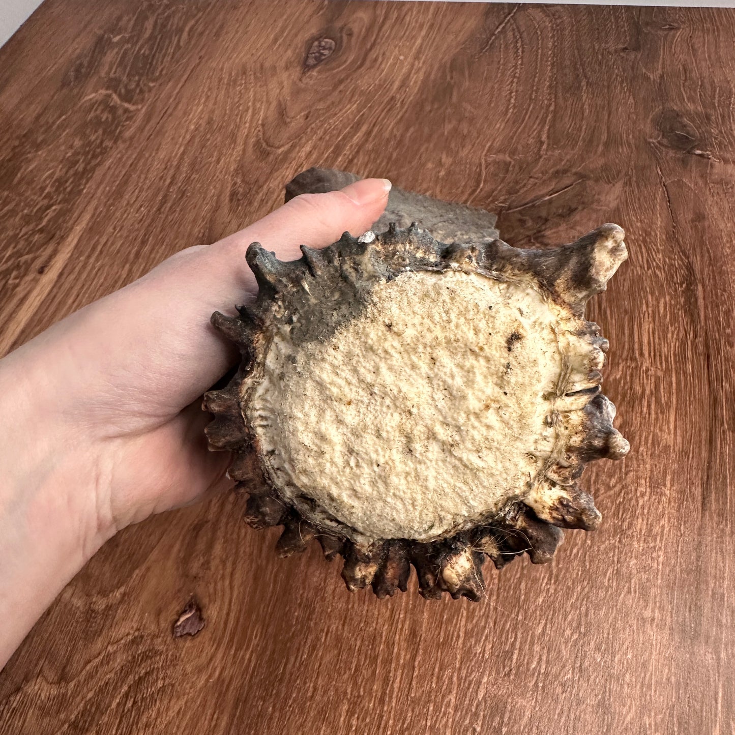 Moose Antler Base (for Flintknappers & Carvers)