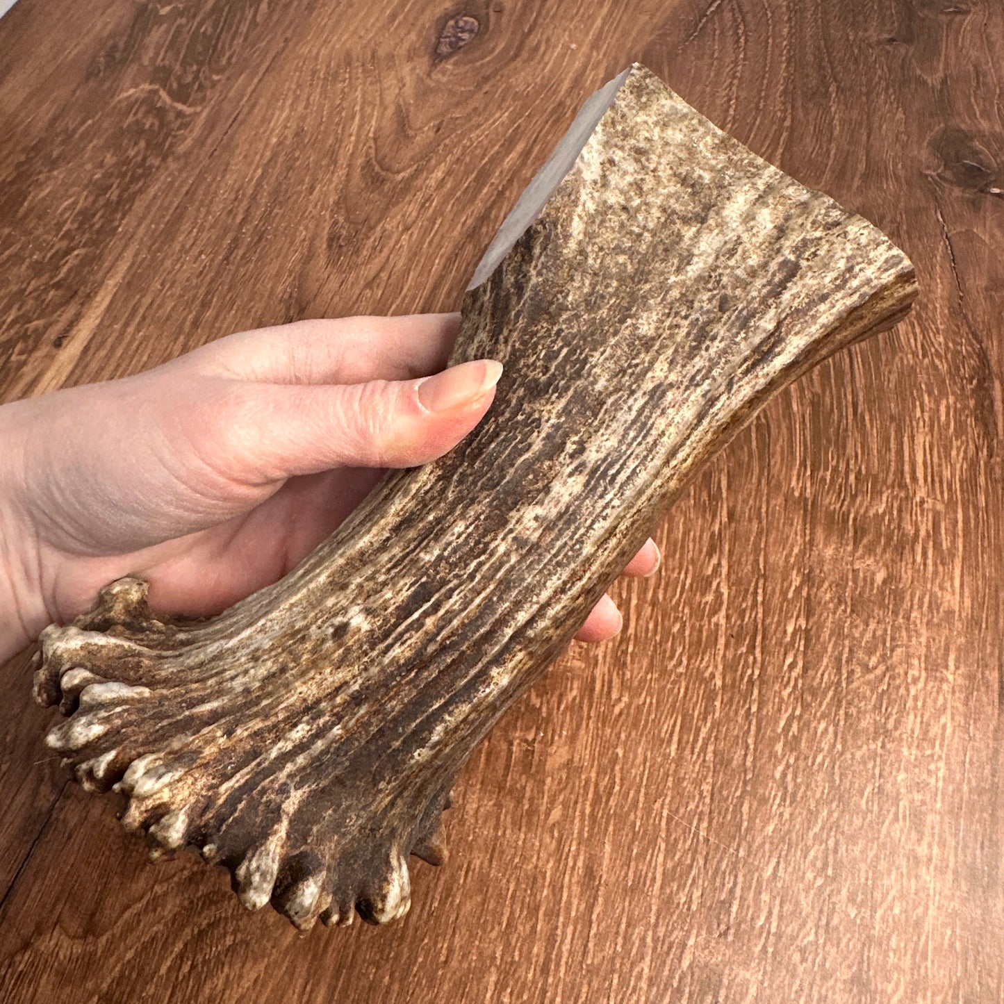 Moose Antler Base (for Flintknappers & Carvers)