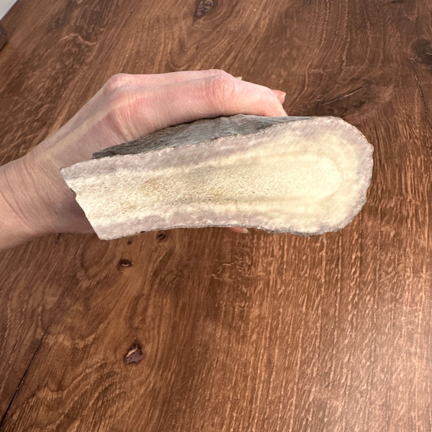 Moose Antler Base (for Flintknappers & Carvers)